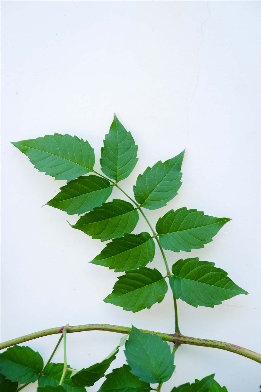 凌霄花怎么过冬