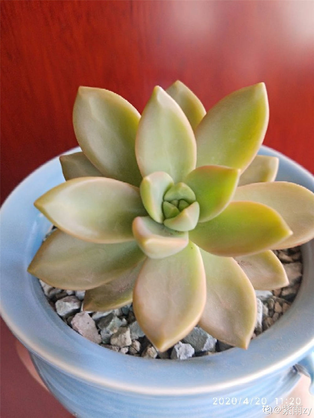 多肉黄丽如何养殖成老桩