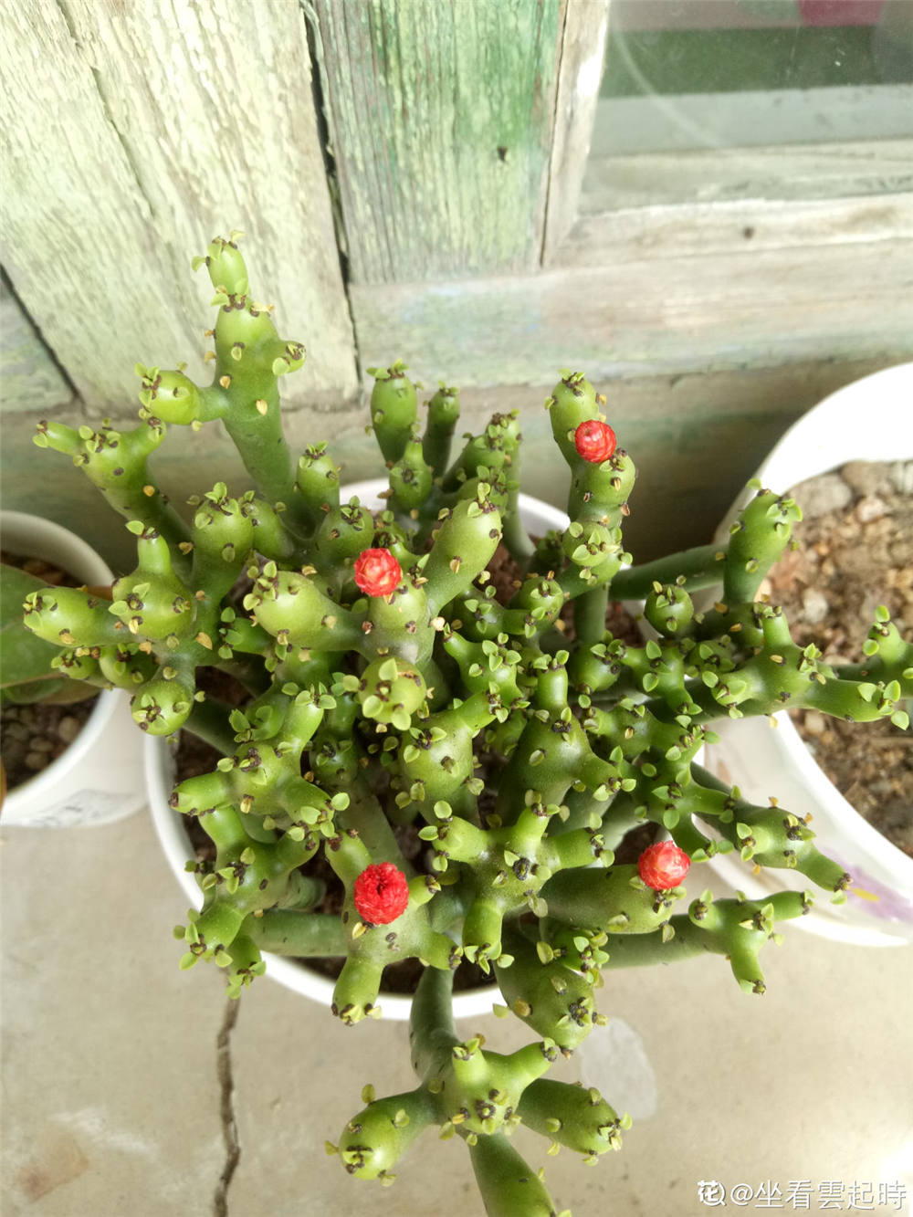 膨珊瑚如何浇水