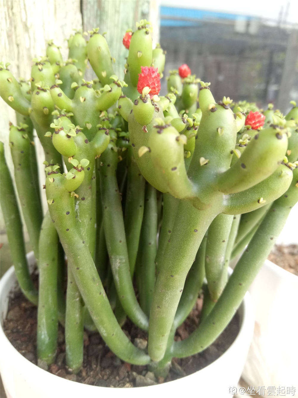 膨珊瑚如何施肥