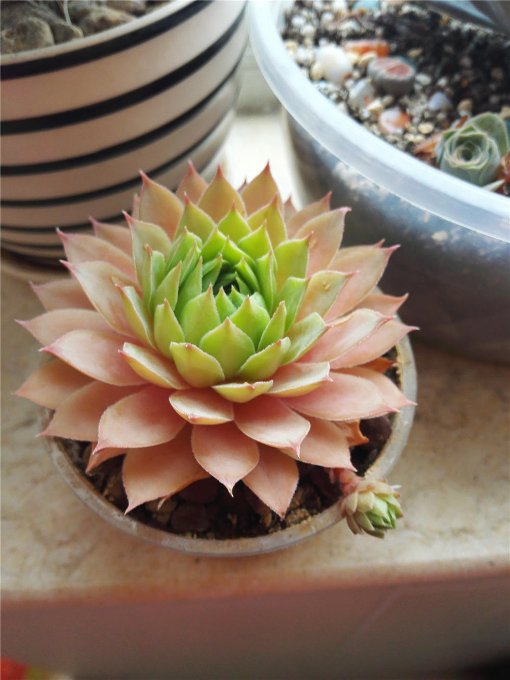 佛座莲冬天怎么养