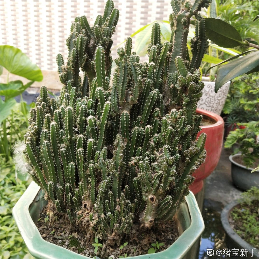 多肉万重山如何繁殖