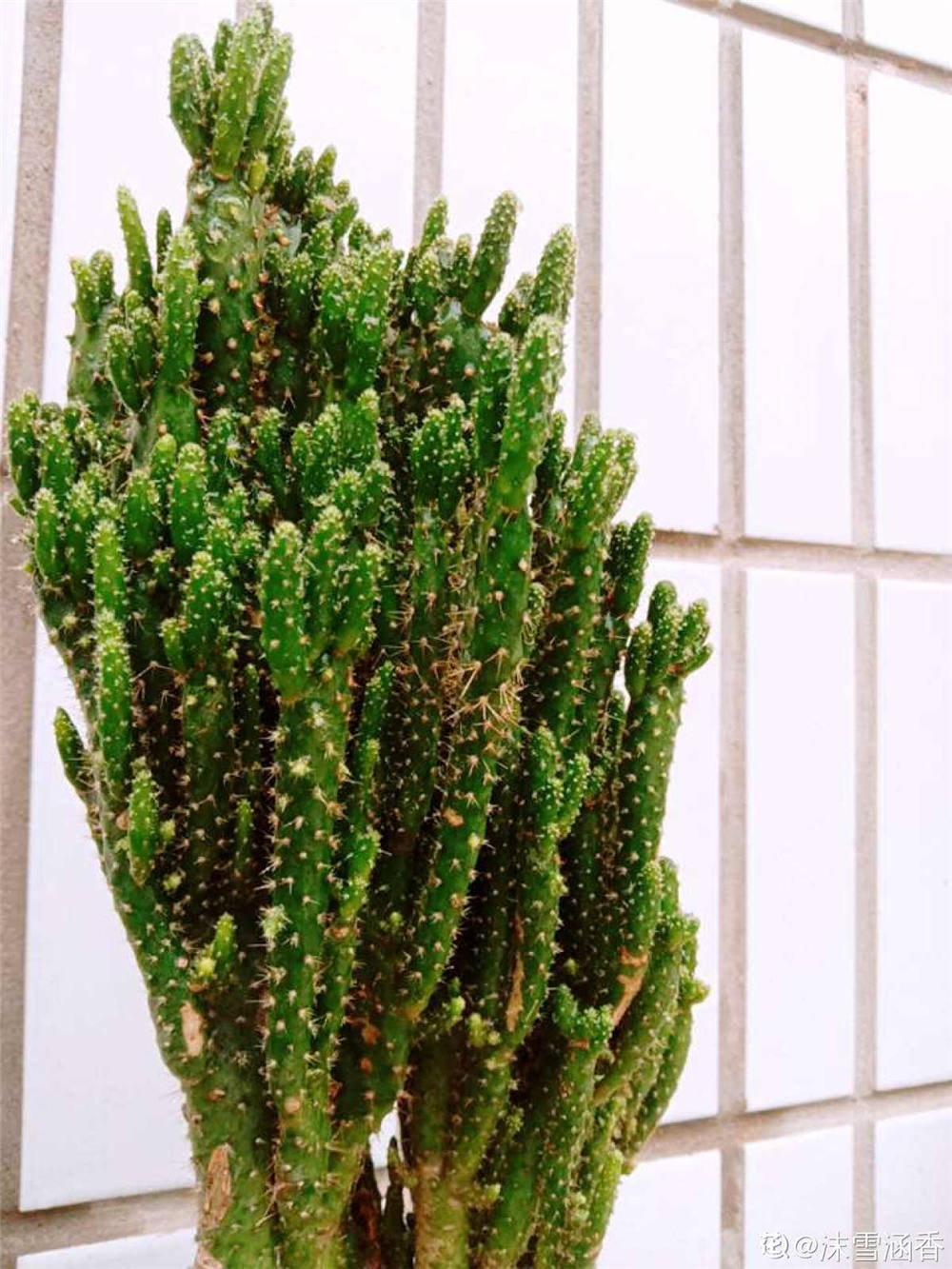 多肉万重山如何繁殖