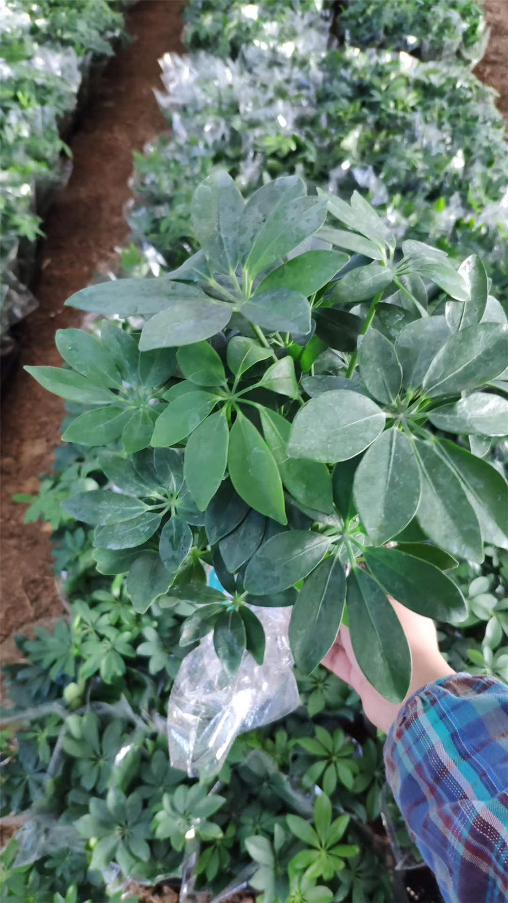 七叶莲的养殖方法及注意事项