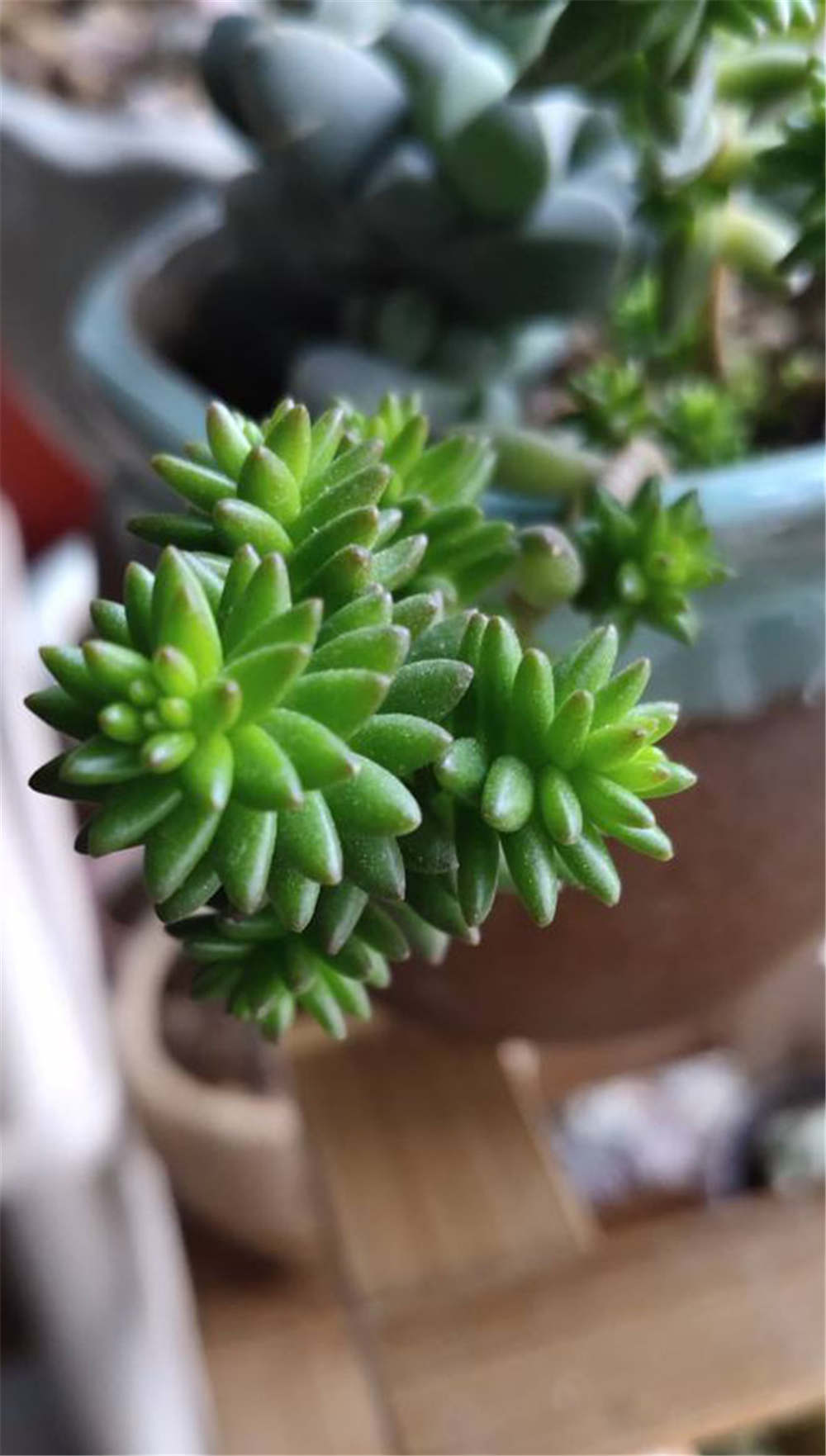 白花小松多肉如何爆盆