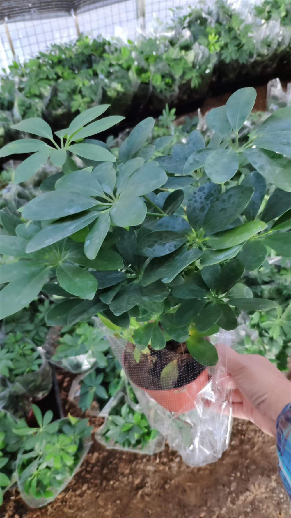 七叶莲如何修剪