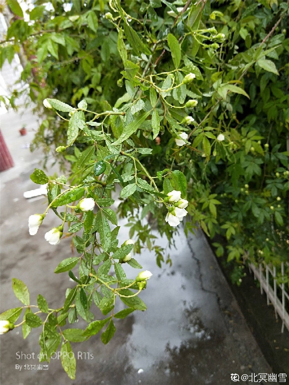 木香花如何施肥