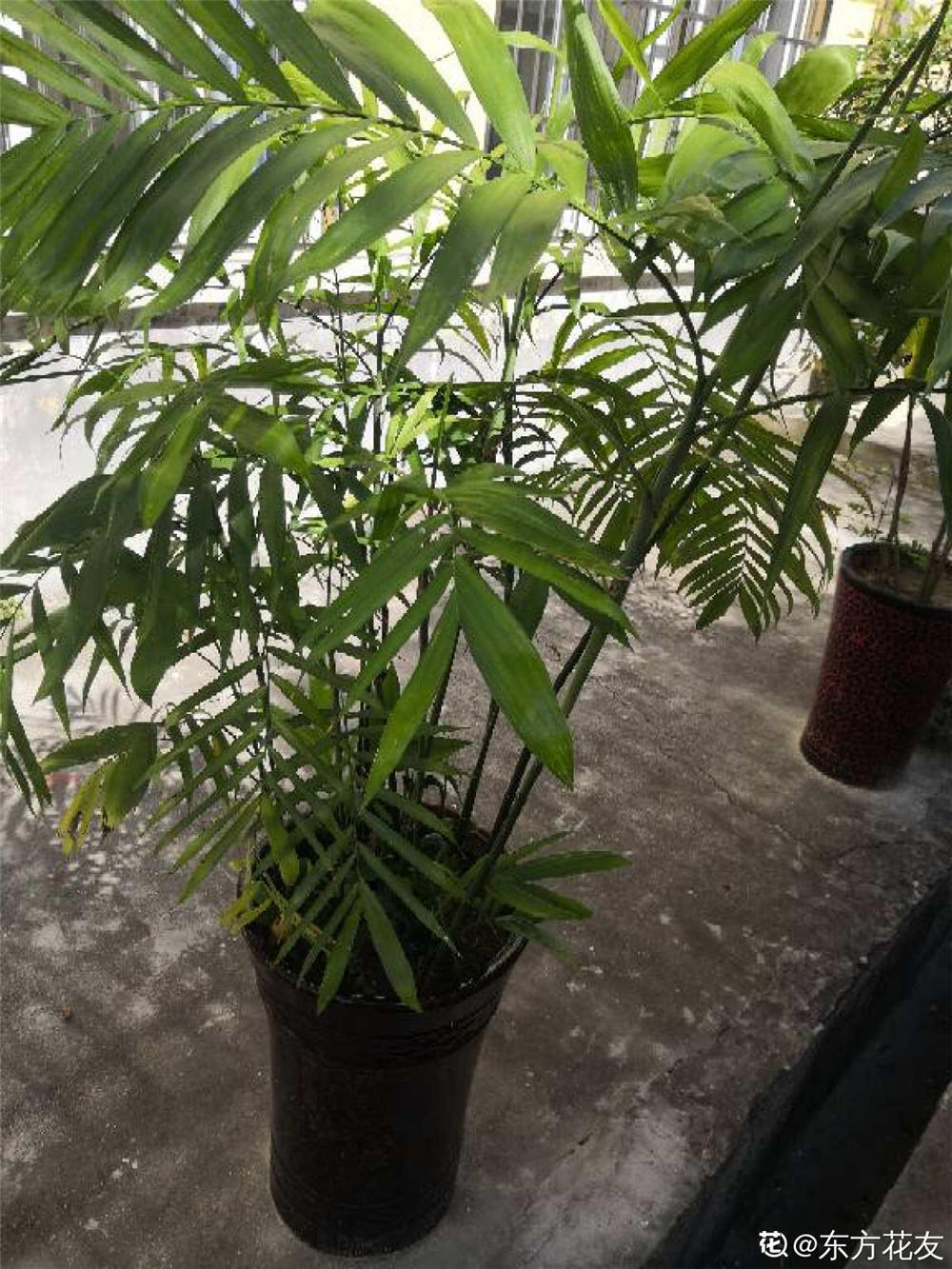 盆栽南天竹冬季怎么养护 花百科