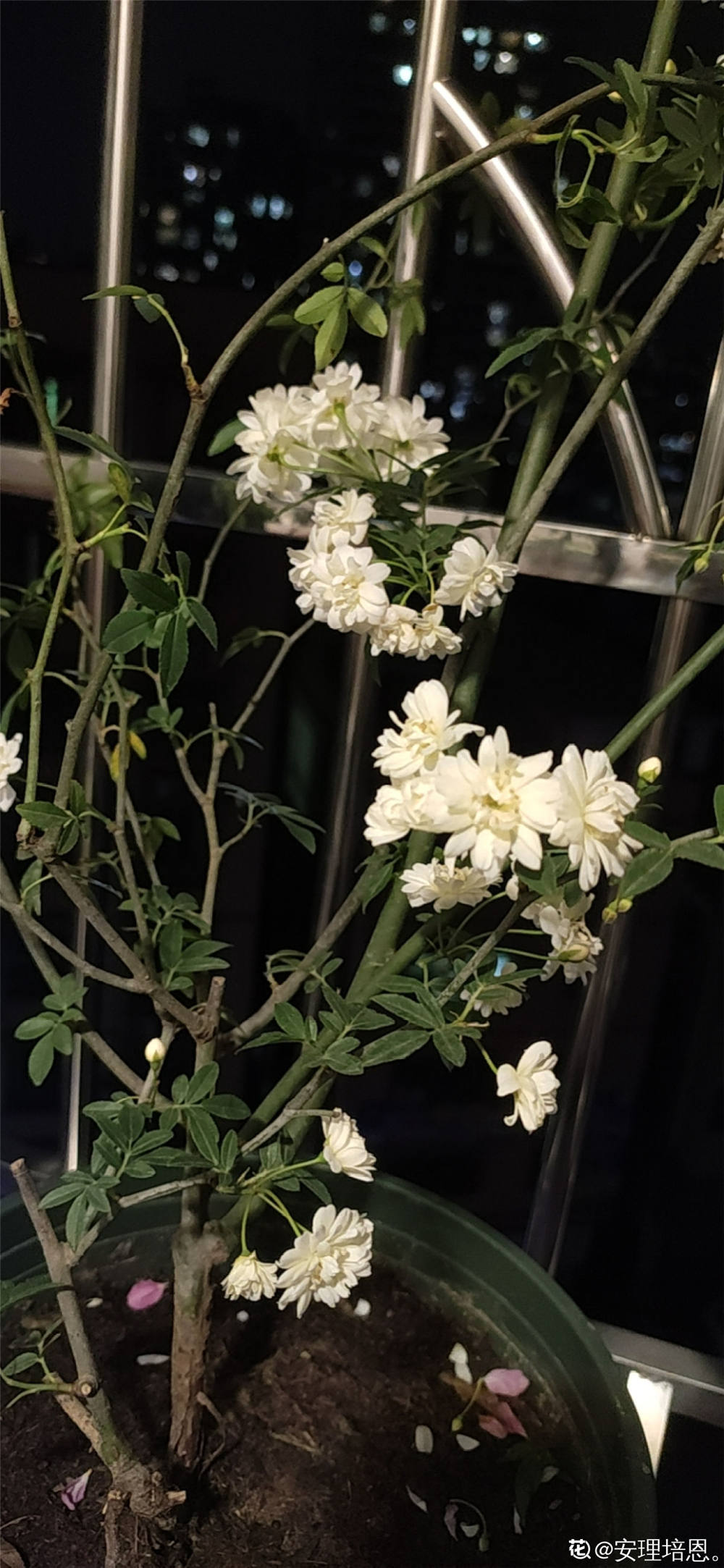 木香花如何修剪