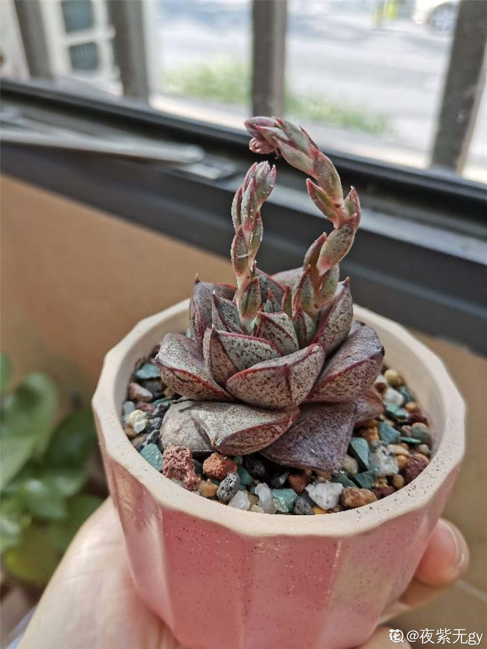 多肉大和锦如何浇水