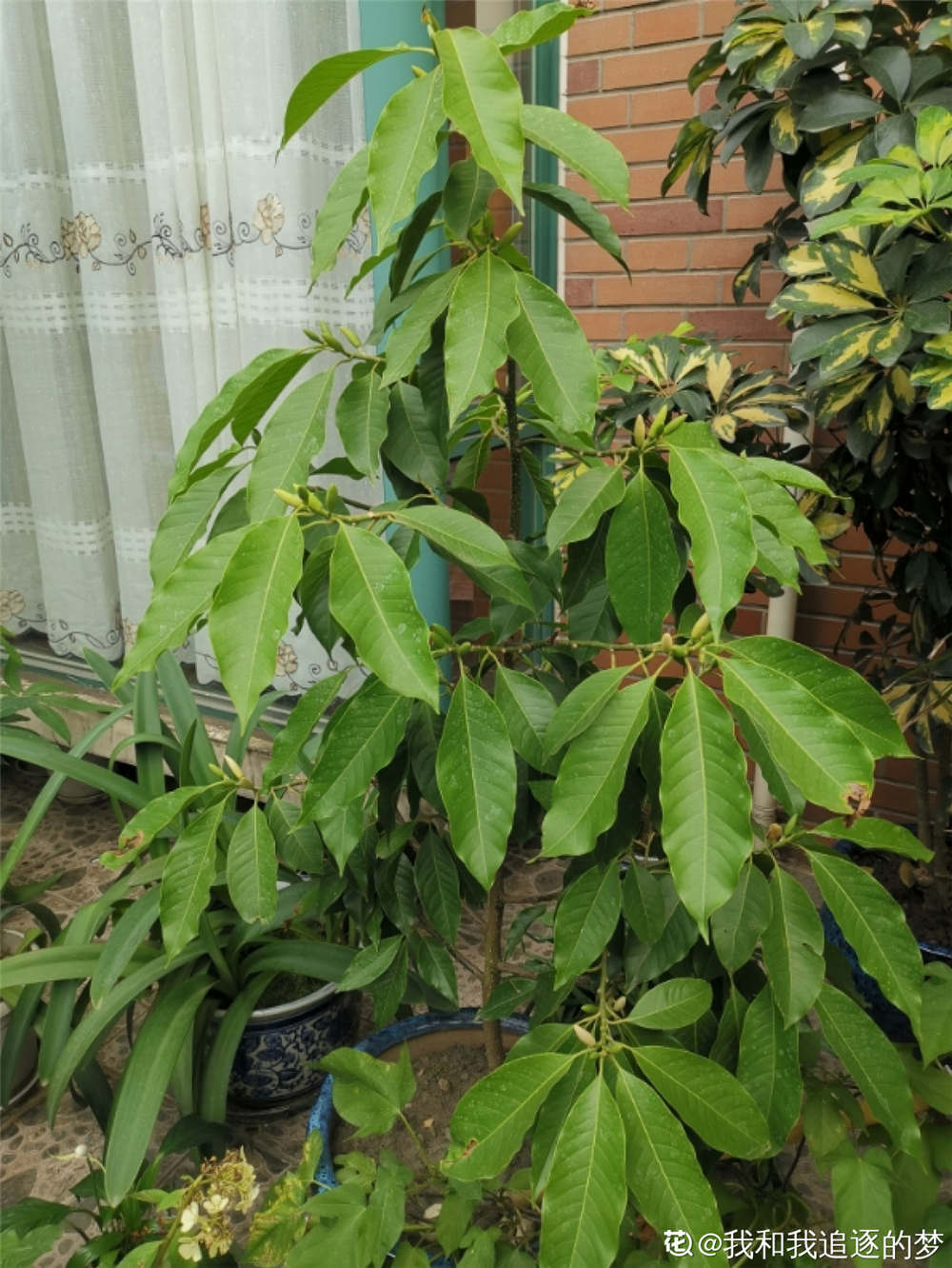 黄桷兰叶子发黄怎么办