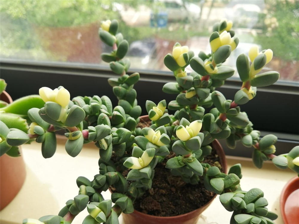 鹿角海棠如何浇水