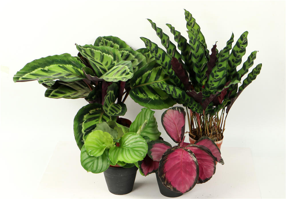 红羽竹芋如何浇水