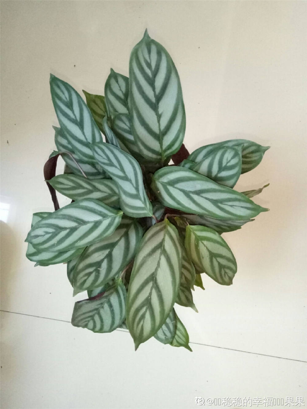 飞羽竹芋怎么繁殖