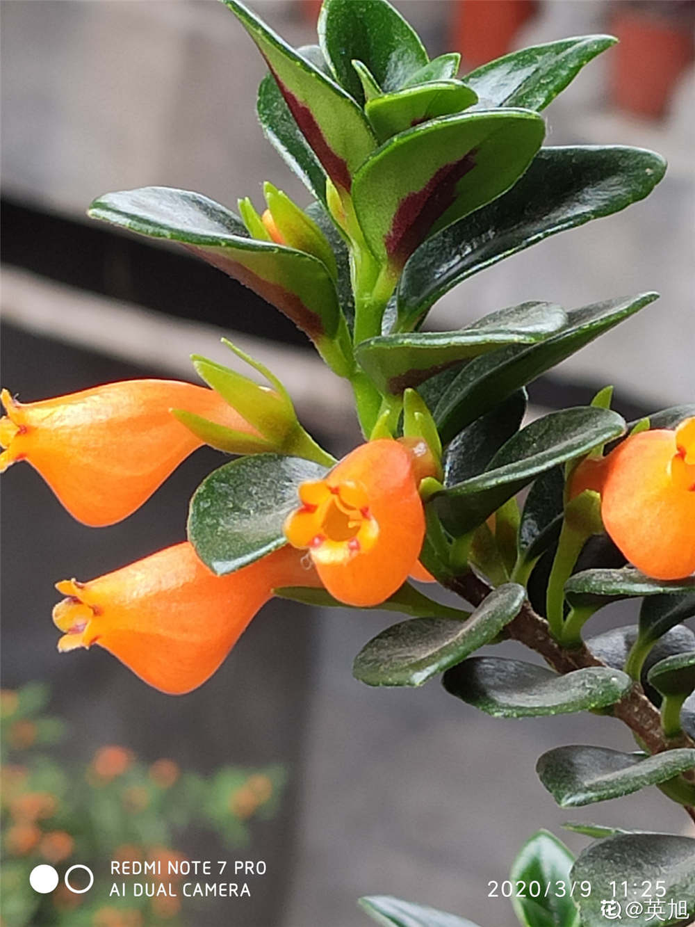 金鱼吊兰如何繁殖