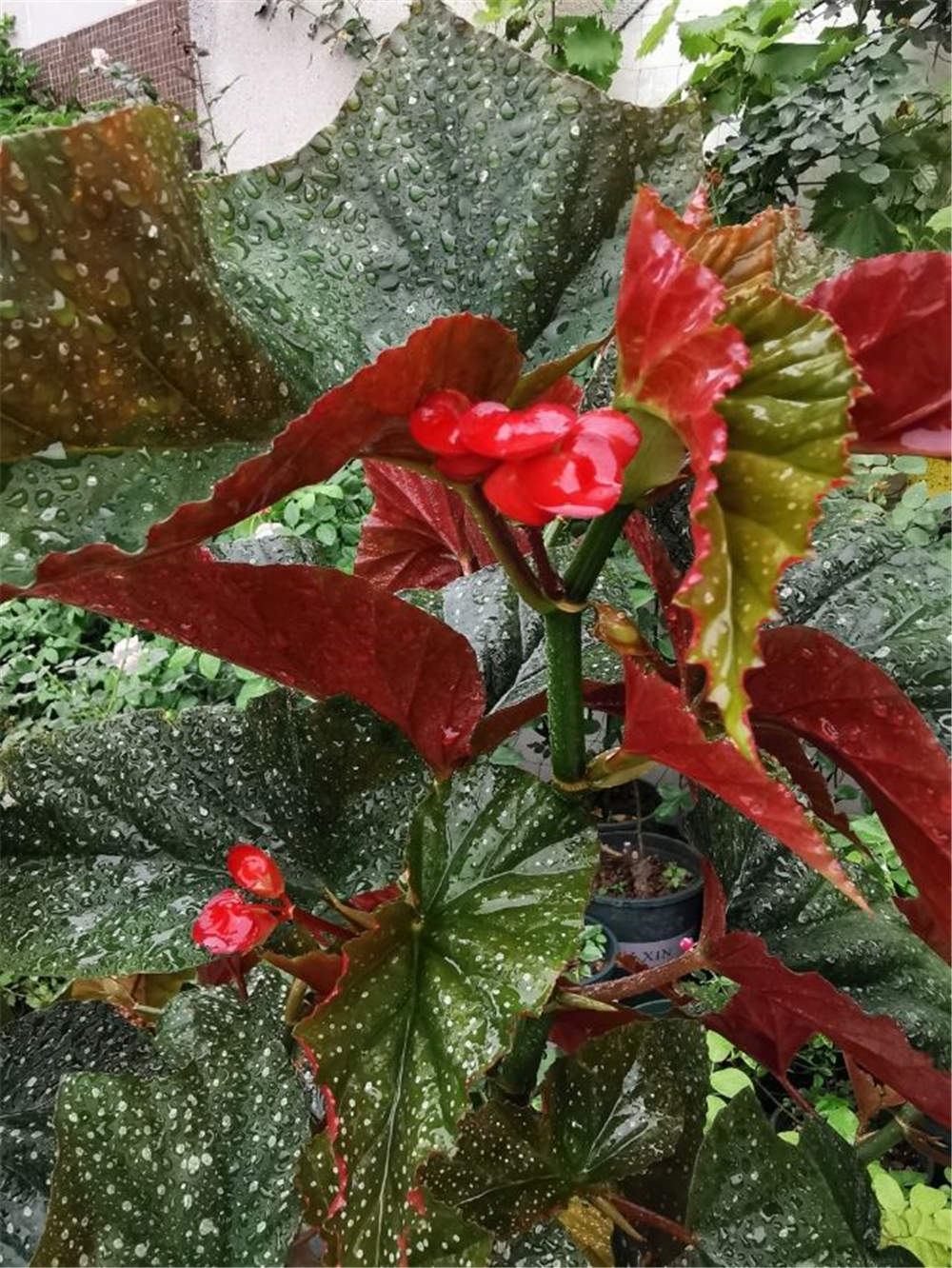 蟆叶秋海棠如何繁殖