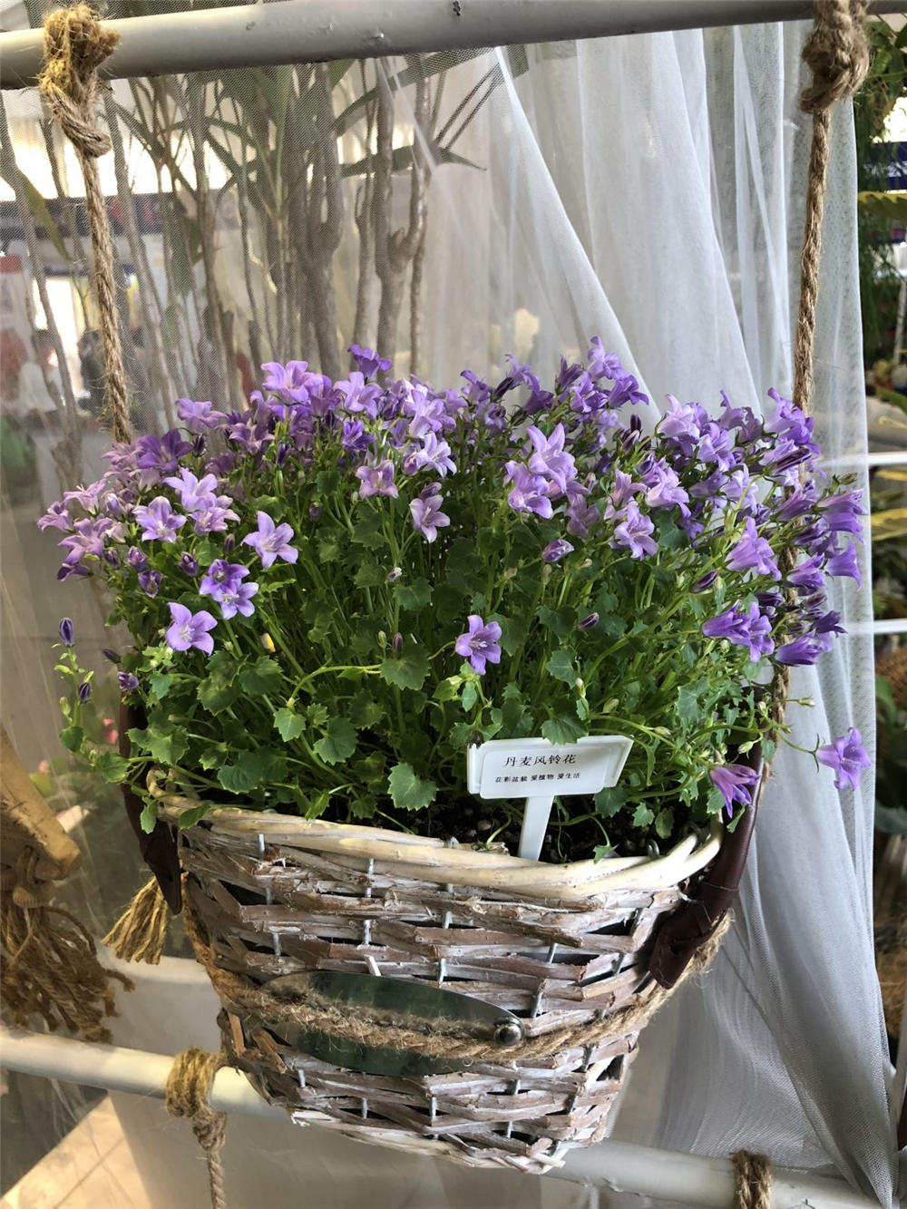 风铃草盆栽如何养殖