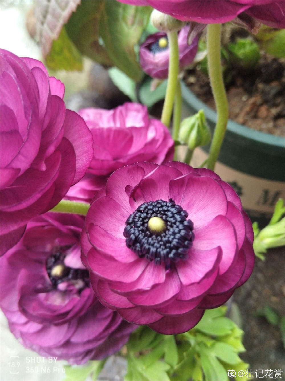芹叶牡丹有毒吗