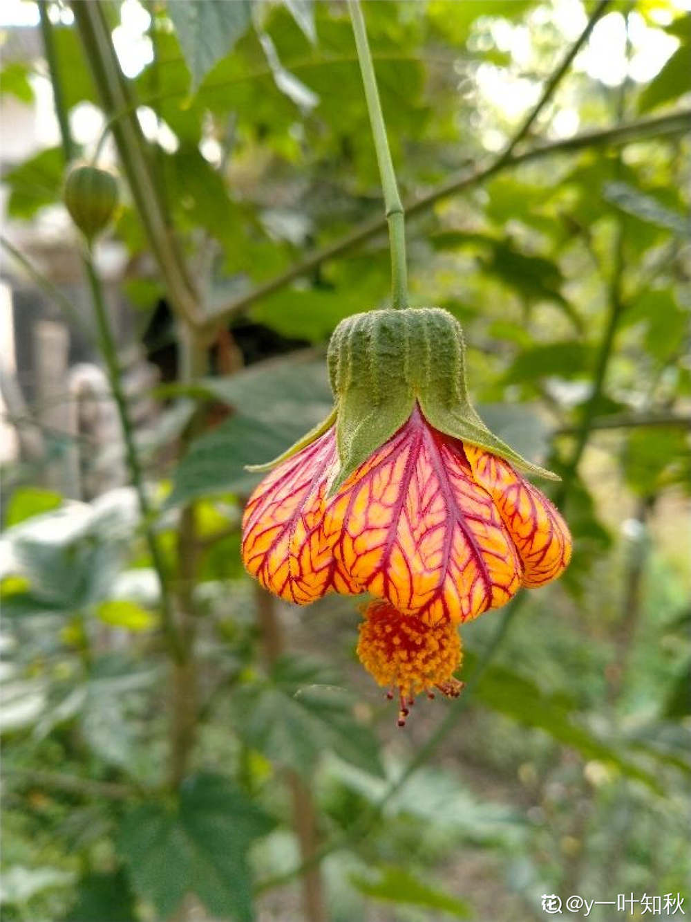 金铃花怎么修剪