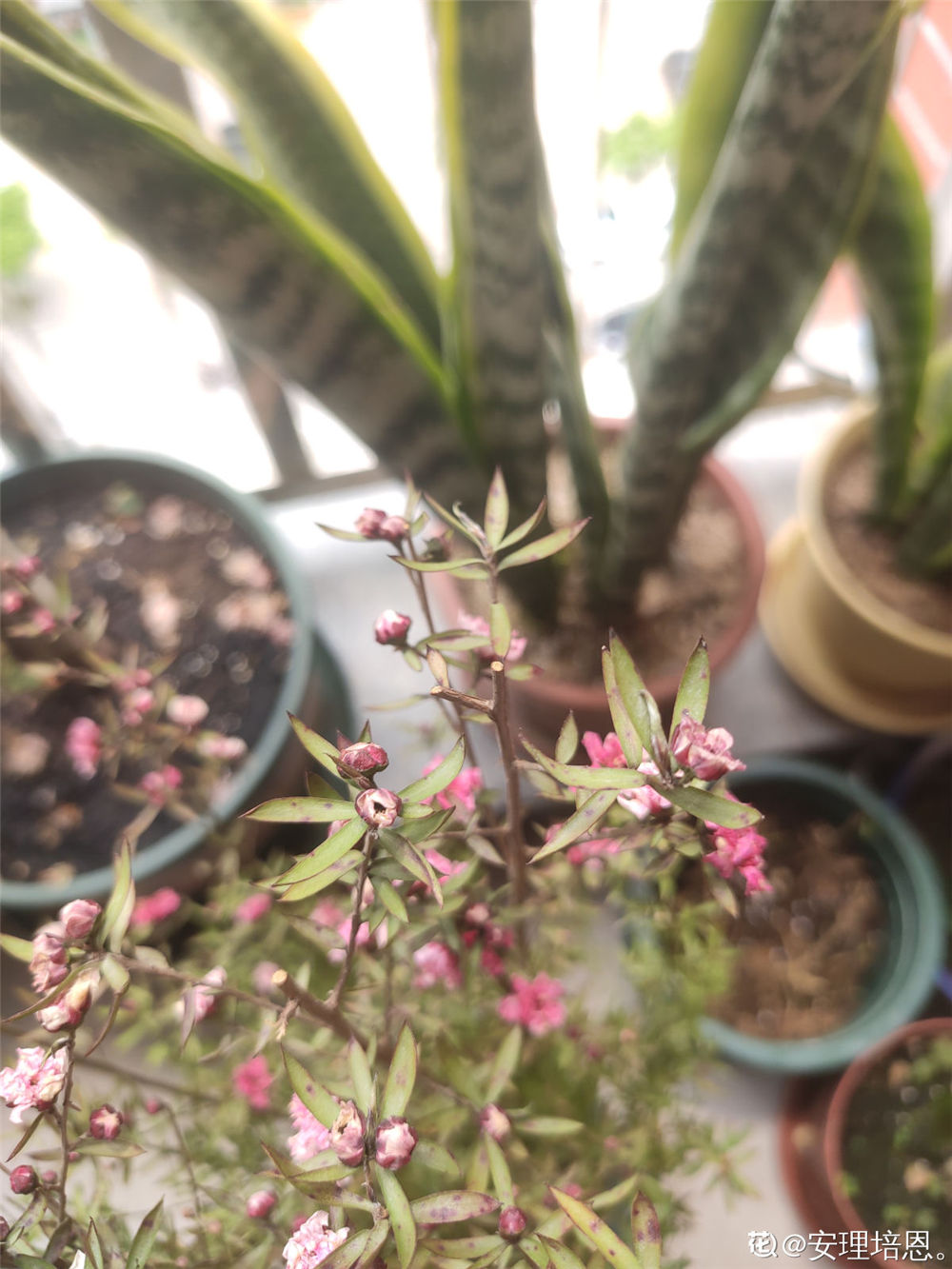 松红梅不开花怎么办