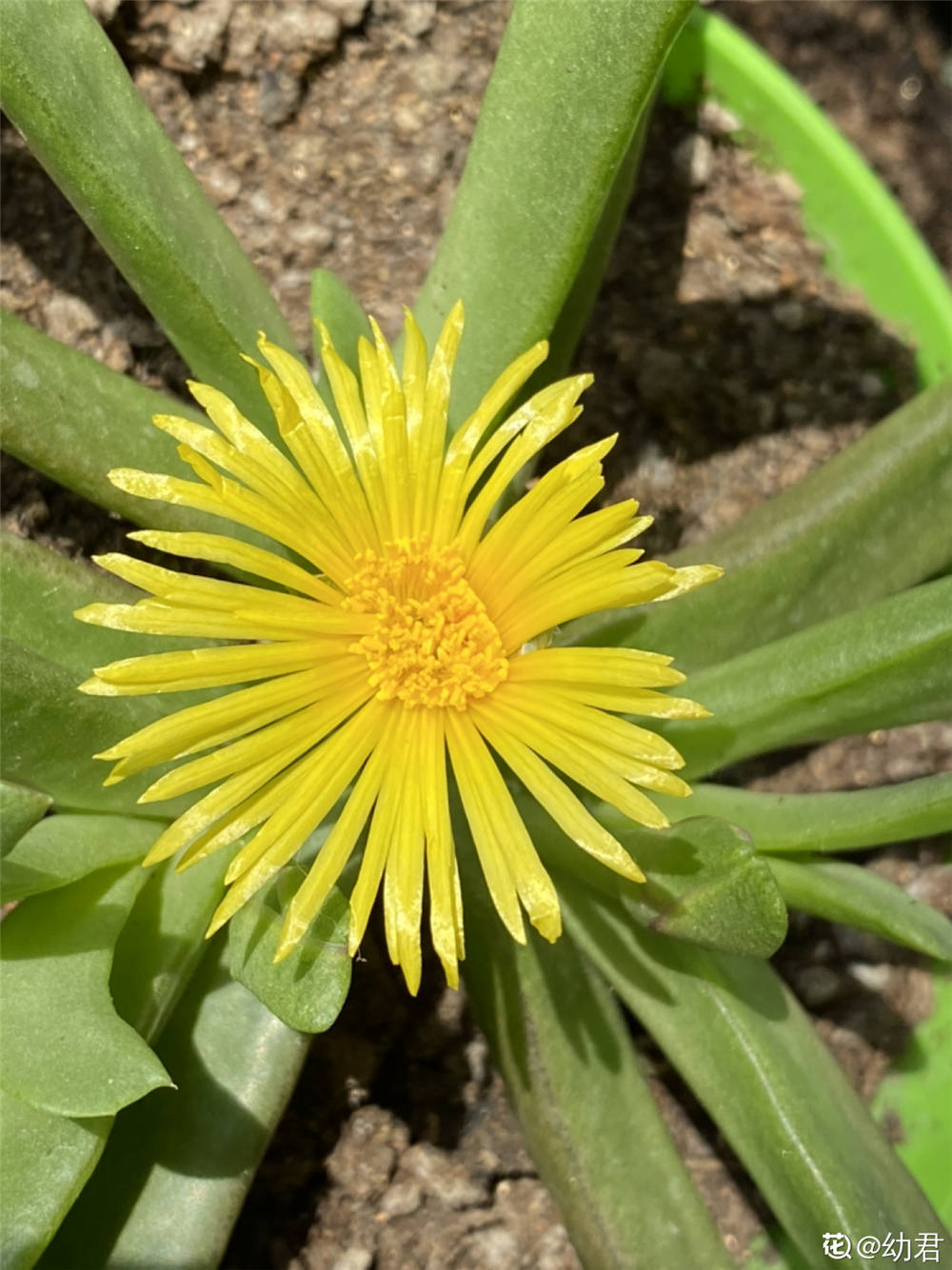 佛手掌的叶子能繁殖吗