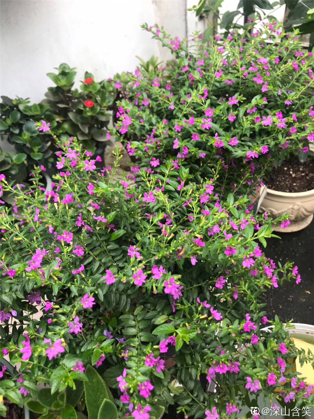 紫萼距花有毒吗