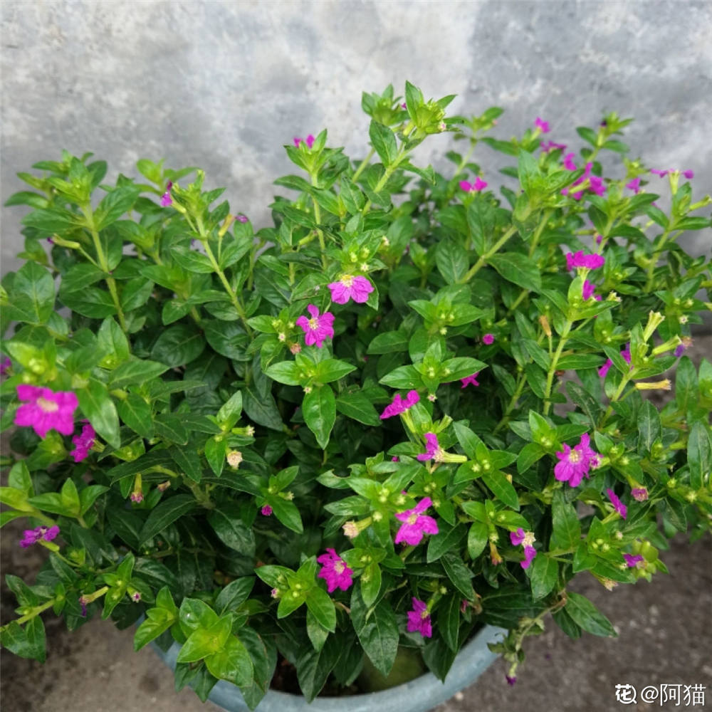 紫萼距花如何修剪