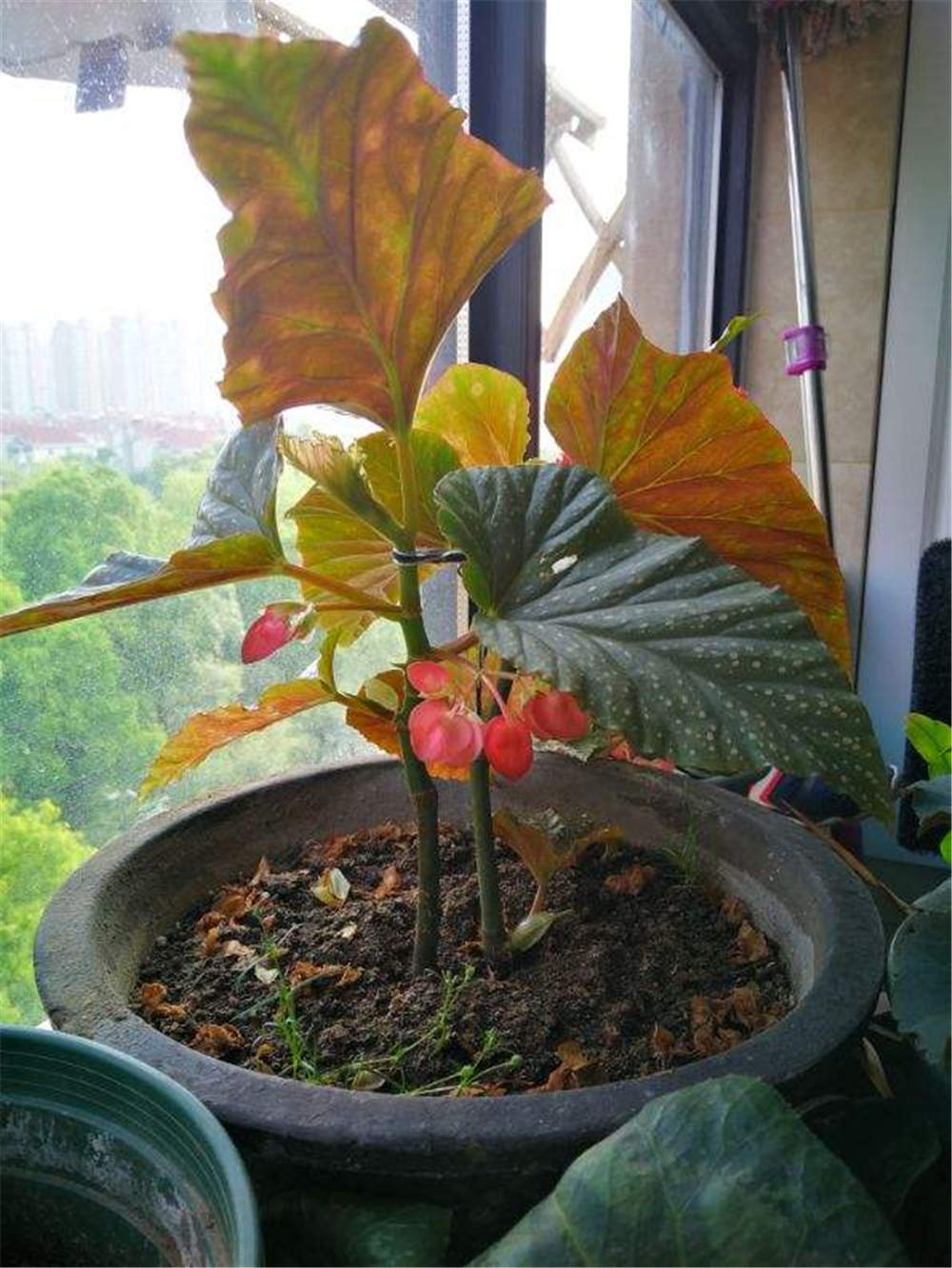 秋海棠有毒吗