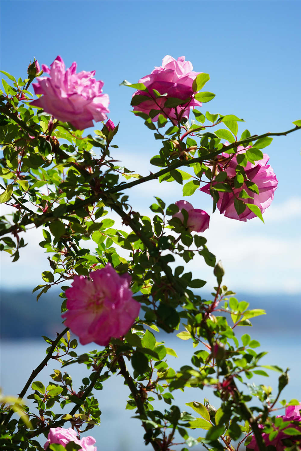 刺蔷薇如何施肥