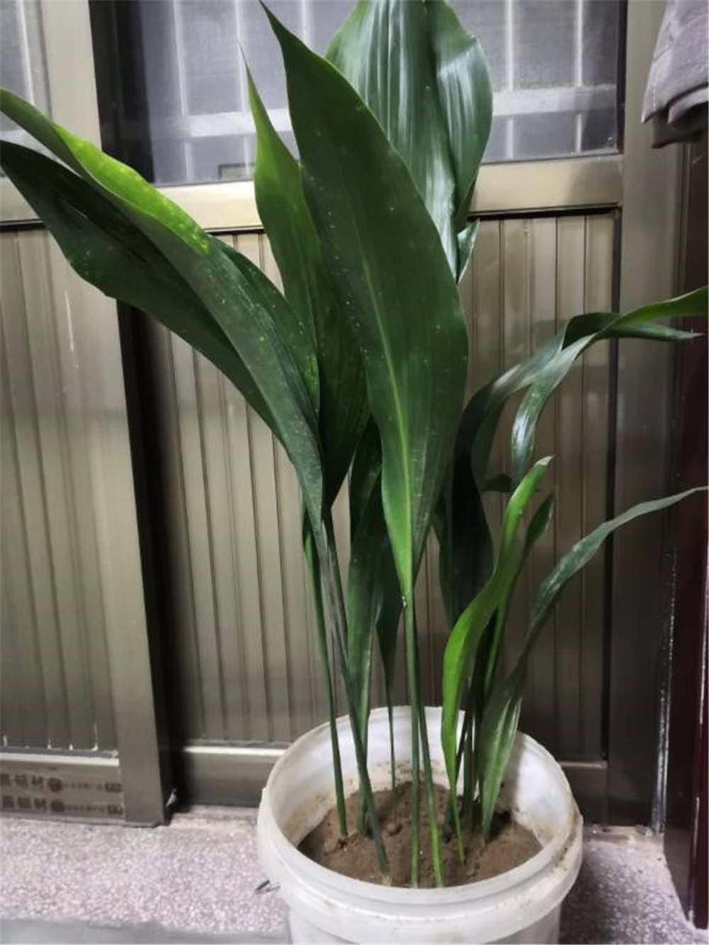 一叶兰不爱长怎么办