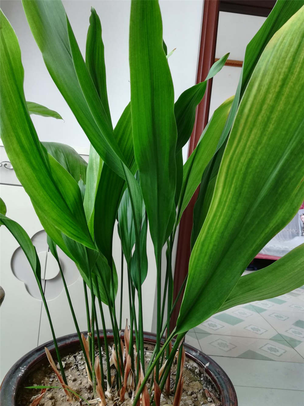 一叶兰如何繁殖