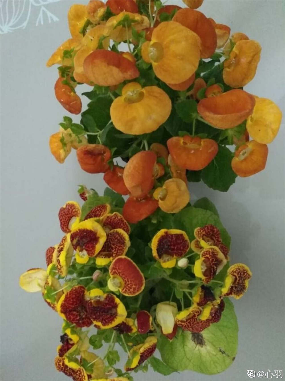 荷包花的花语和传说