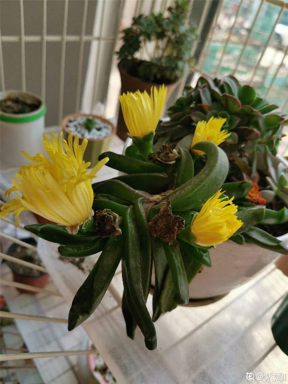 佛手掌的养殖殖方法