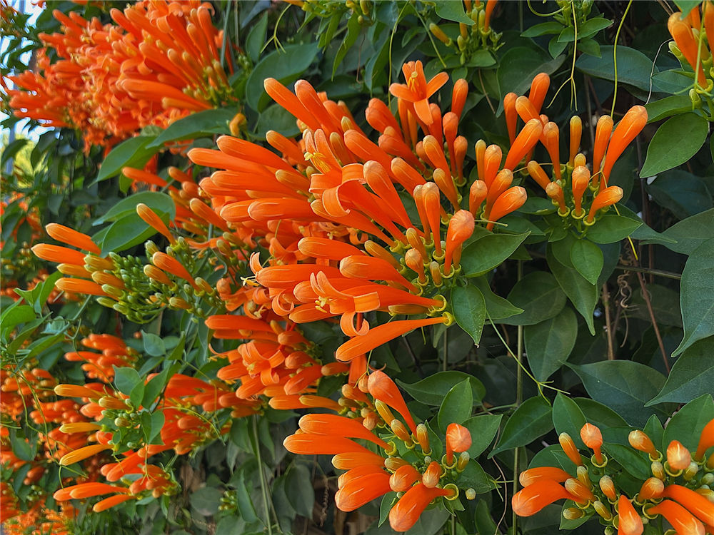 炮仗花有毒吗 花百科