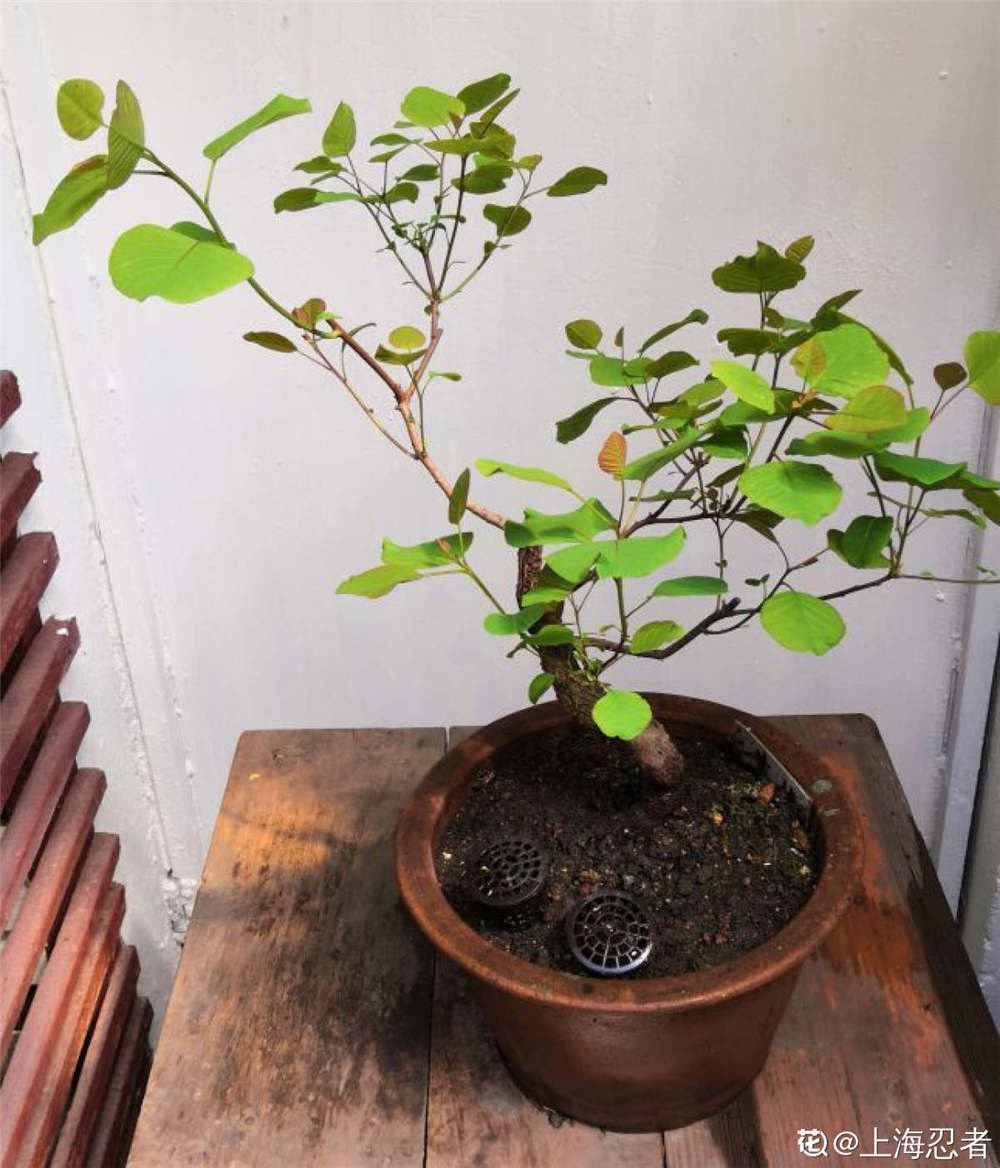 [扦插法]俏黄栌的繁殖方法 - 深圳生活网