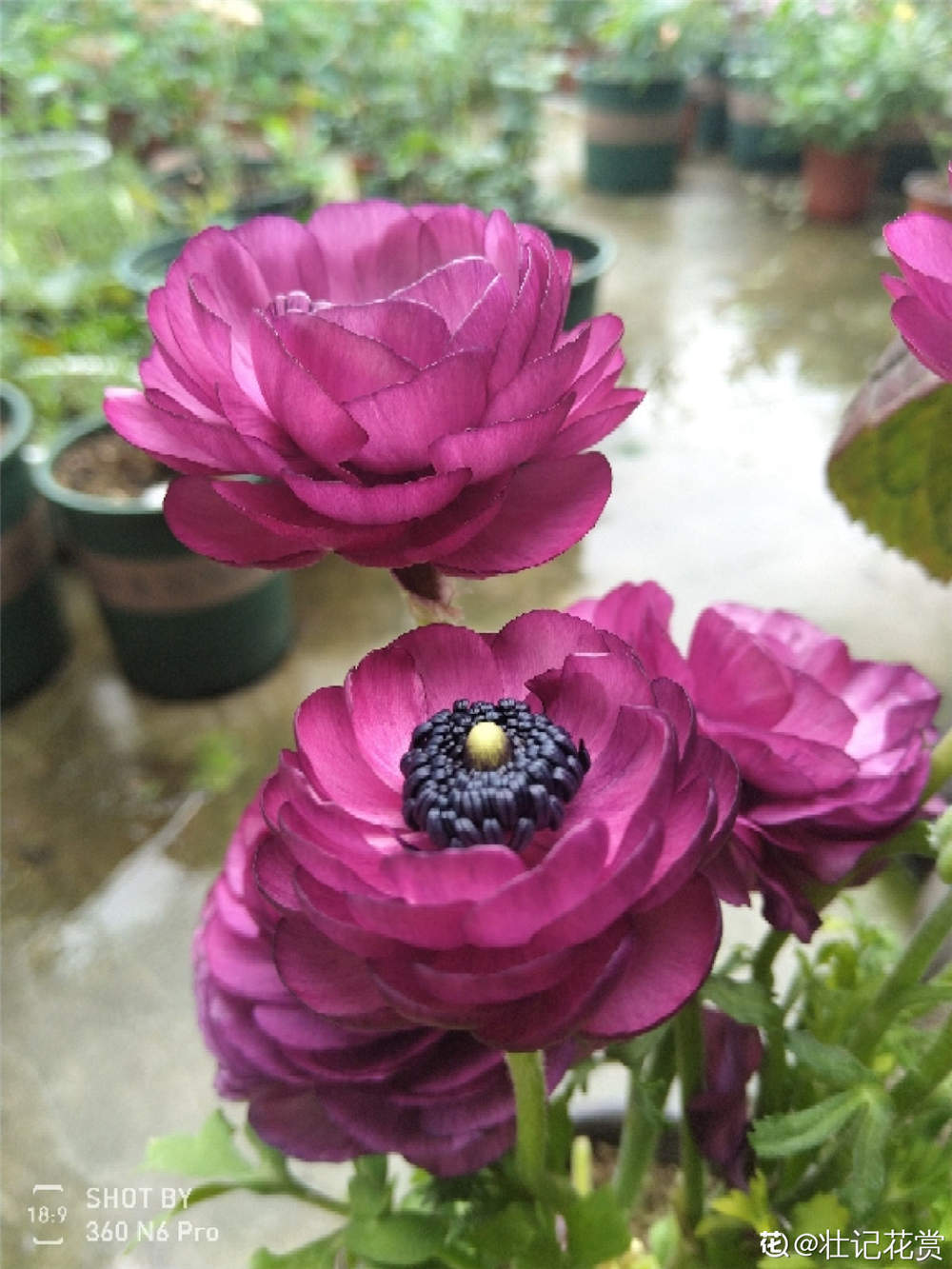 怎么让芹叶牡丹年年开花