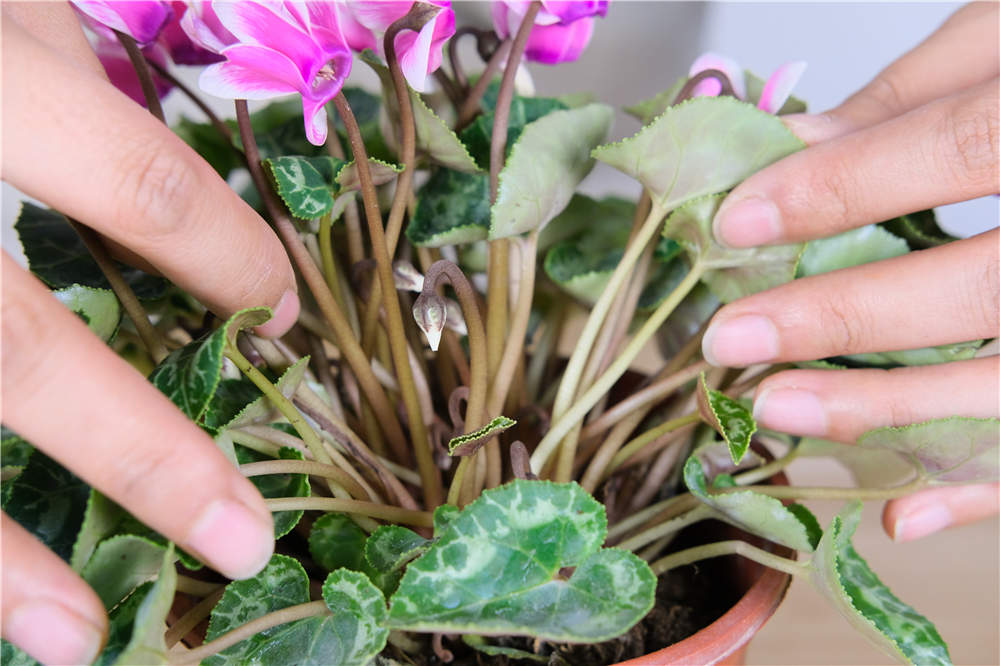 [,花期]仙客来什么时候开花 - 深圳生活网