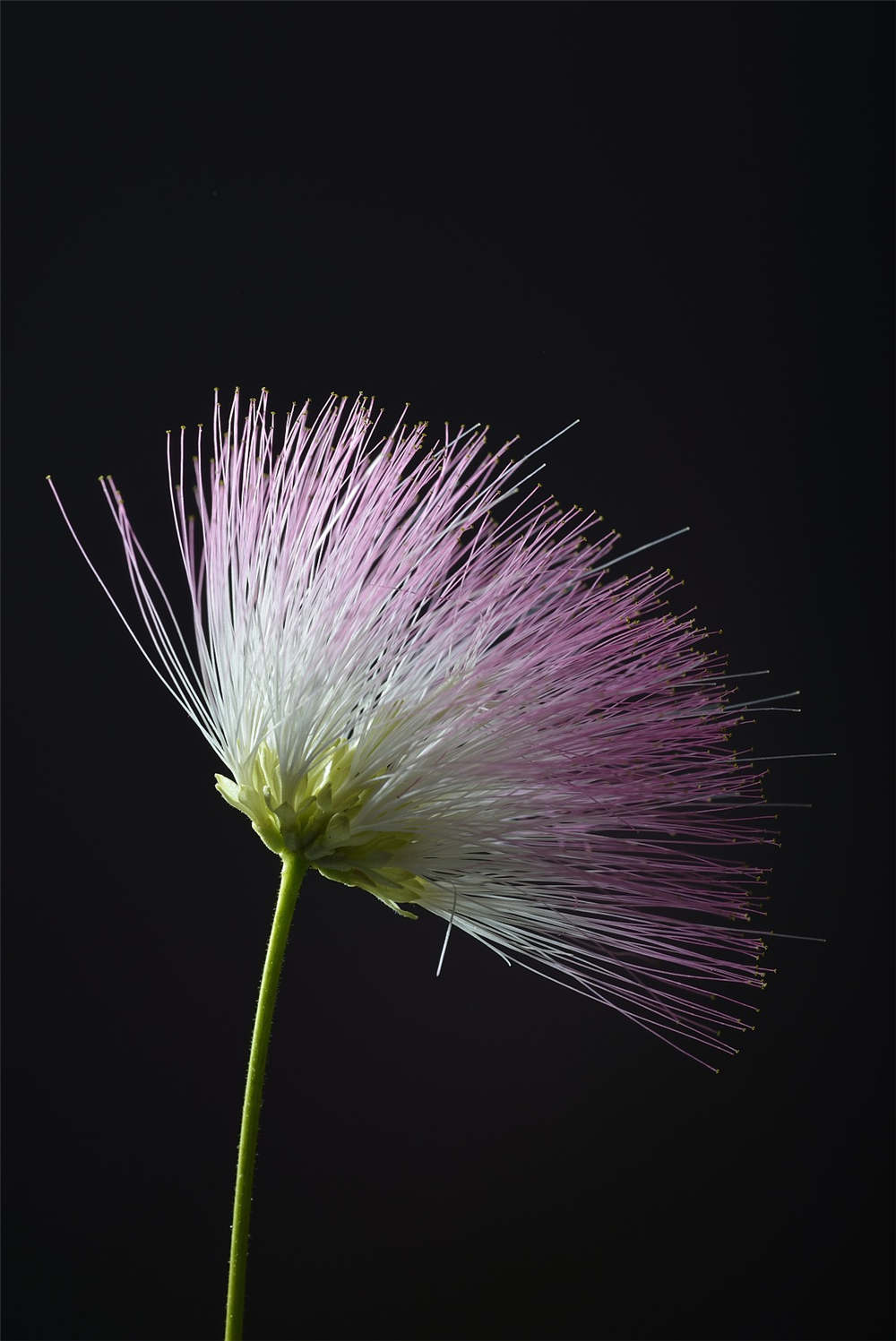 合欢花为什么叫苦情花