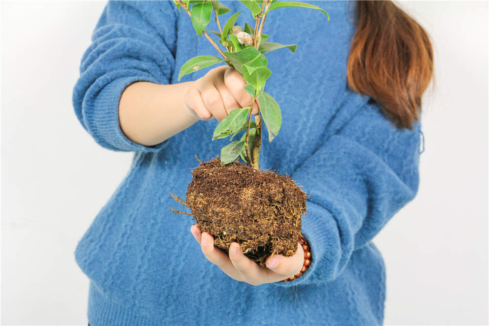 茶花叶子打卷干枯怎么办