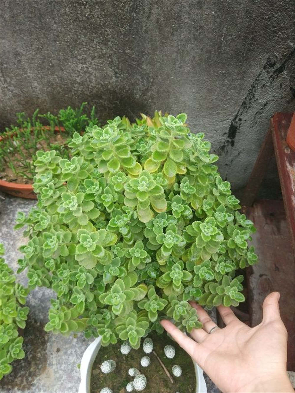 碰碰香什么时候开花