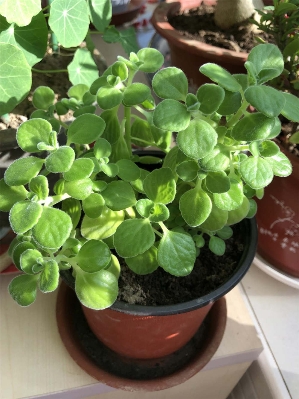 碰碰香如何修剪