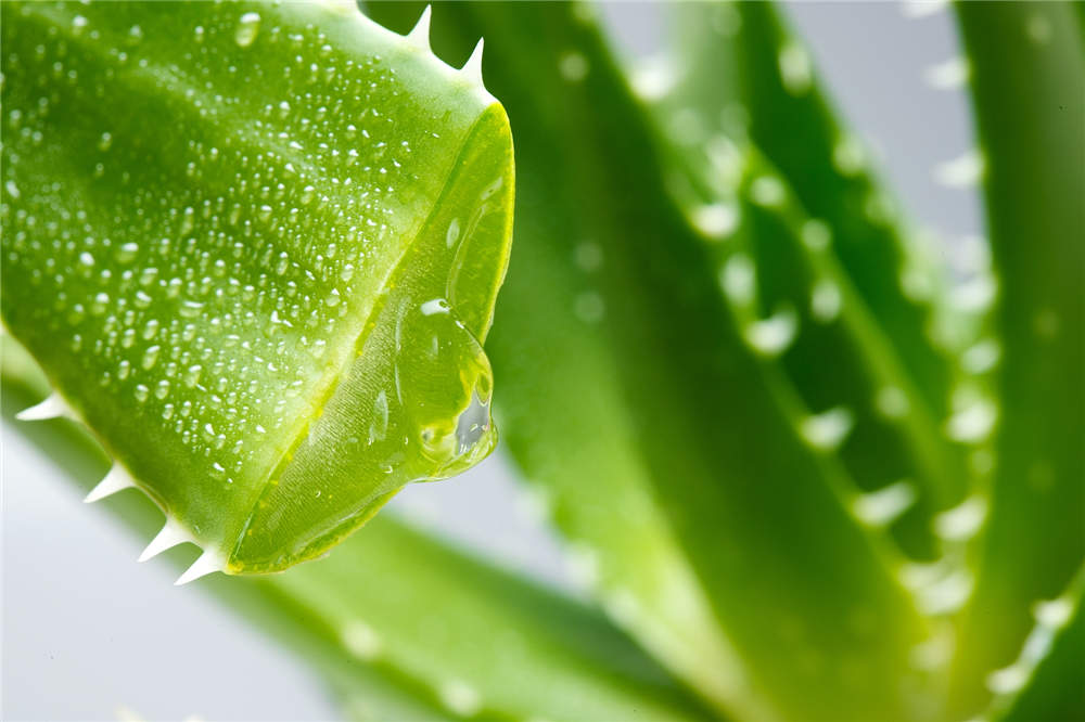 芦荟能放在客厅吗