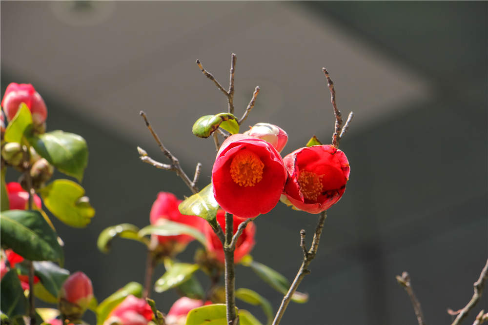 茶花长歪了怎么办