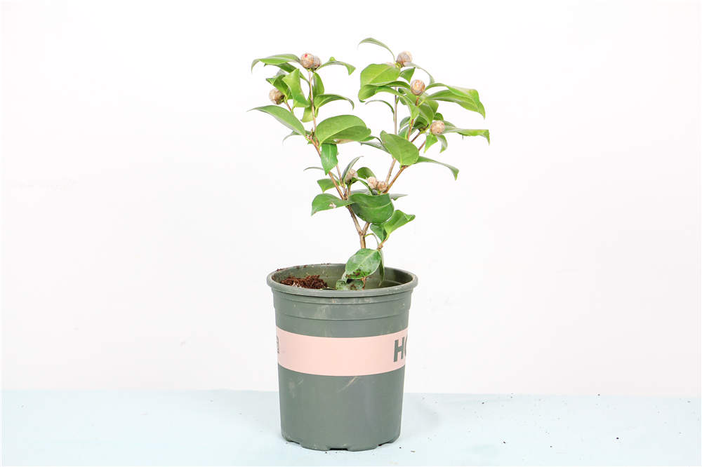 茶花受冻后怎么办