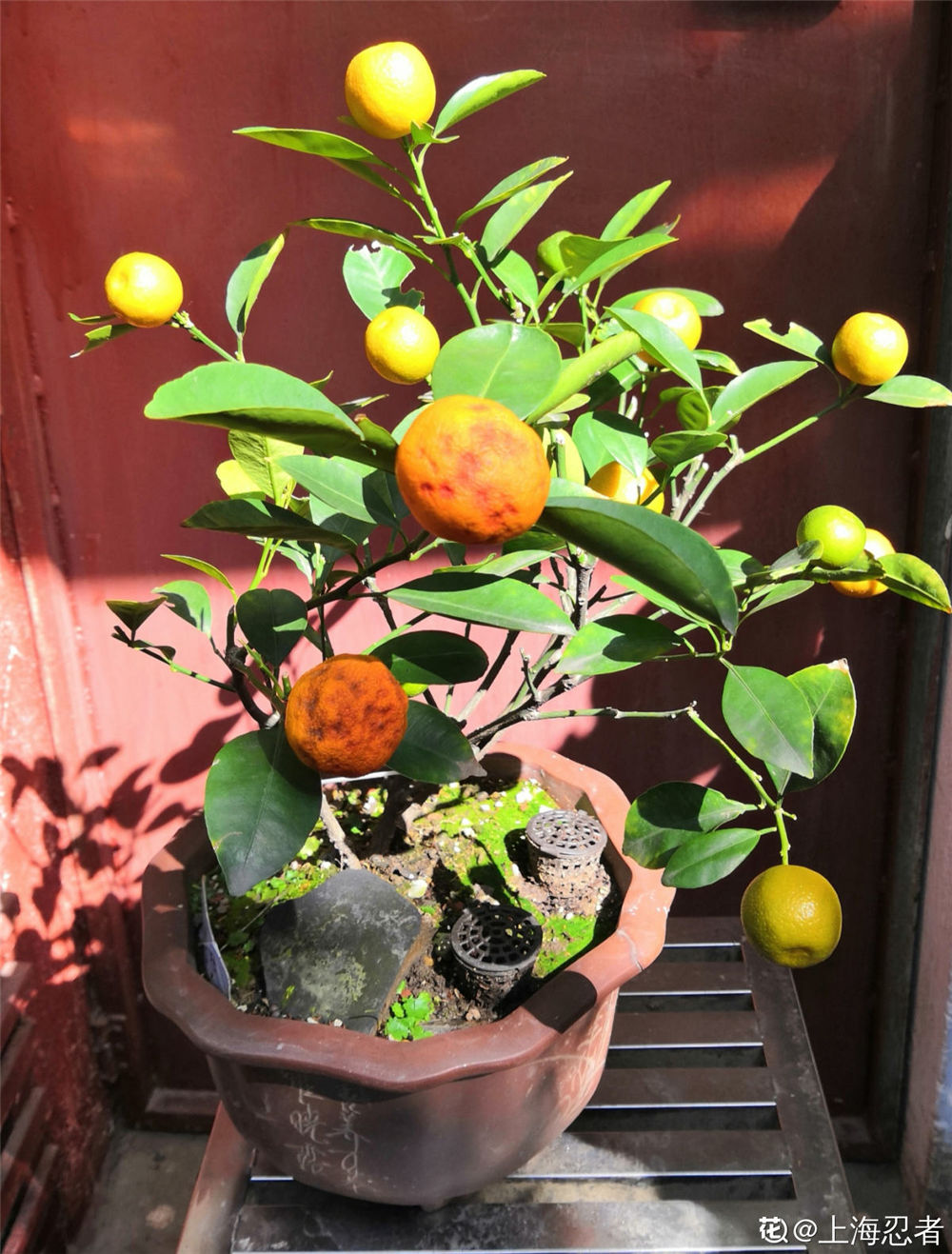 金桔泡水喝有什么好处