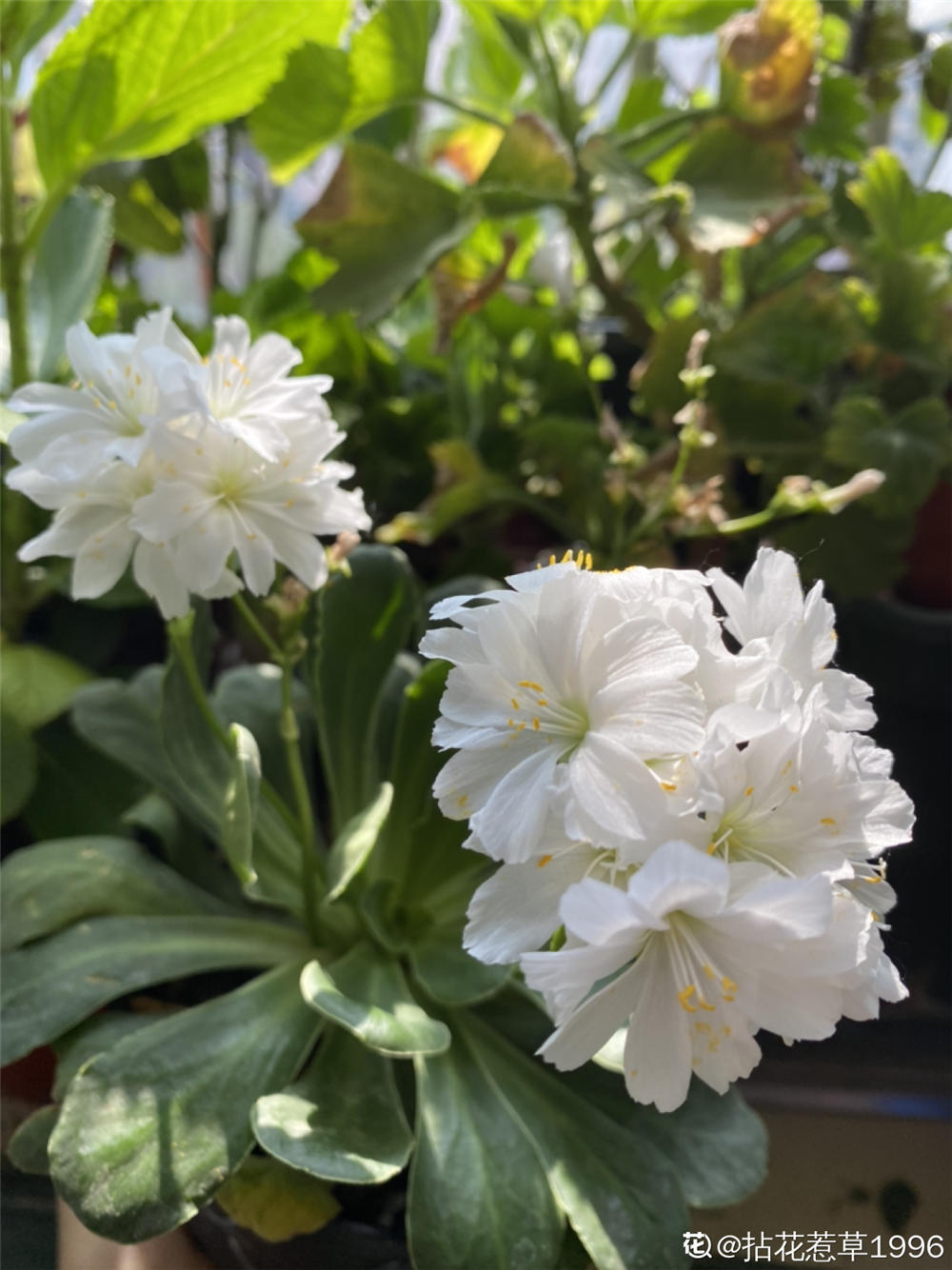 露薇花什么时候开花