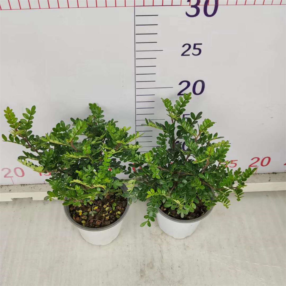 胡椒木如何修剪