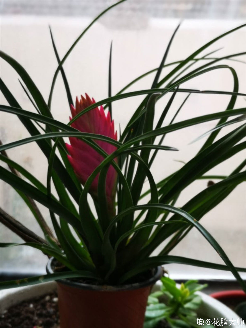 铁兰有毒吗 紫花凤梨有没有毒 爱在网