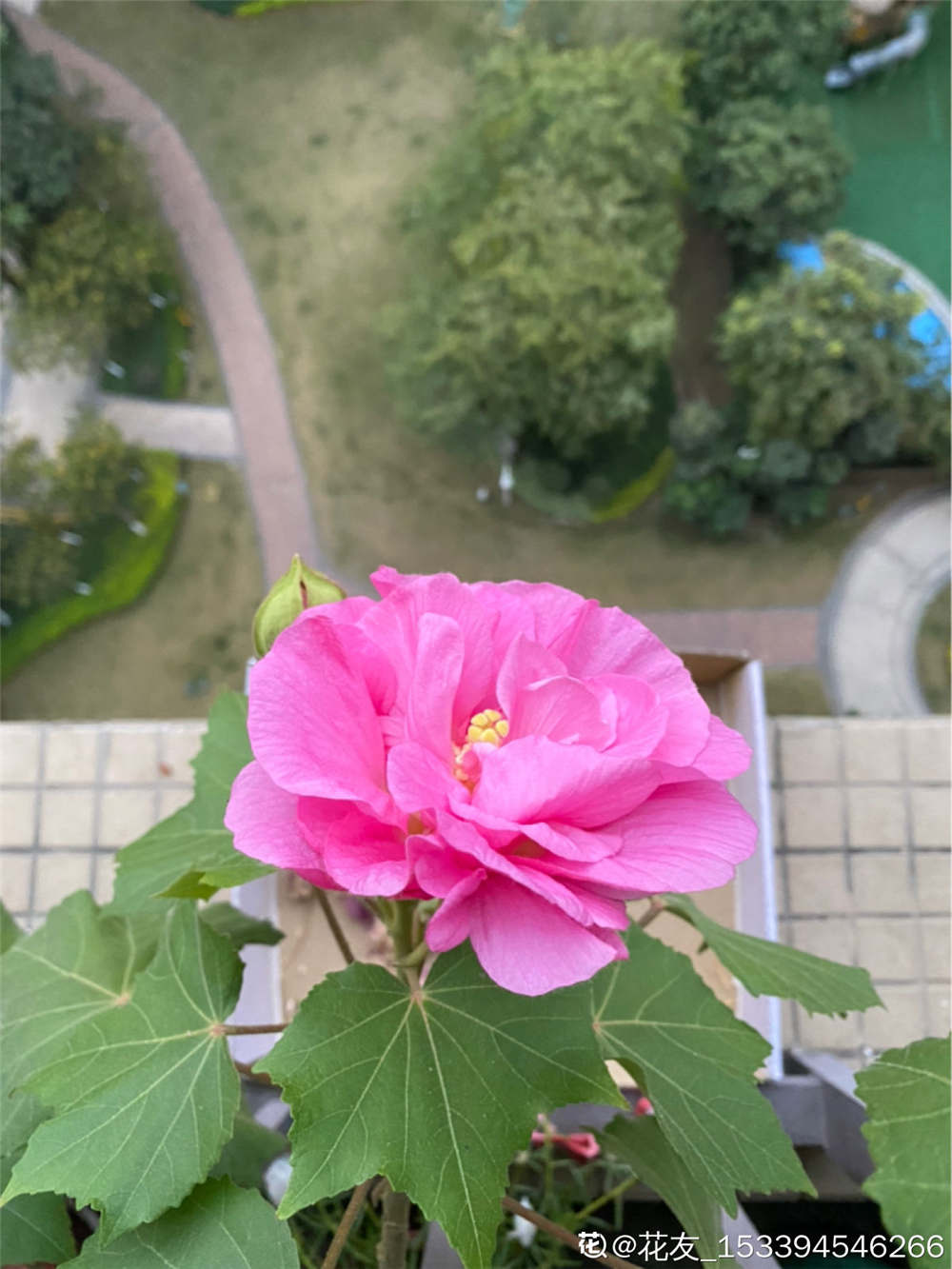 芙蓉花叶子蔫了如何办