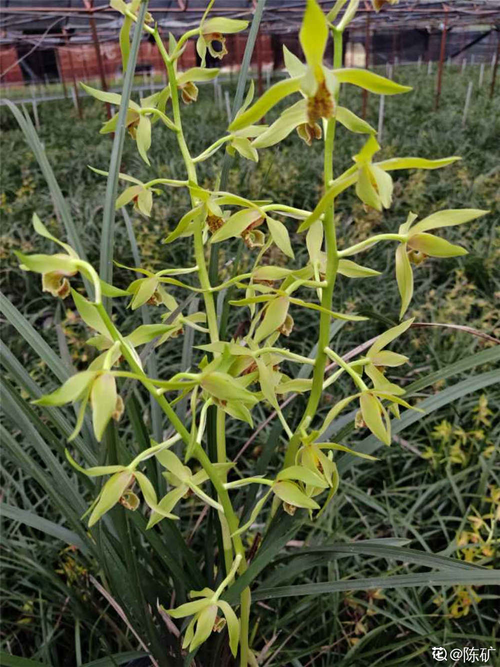 蕙兰什么时候开花